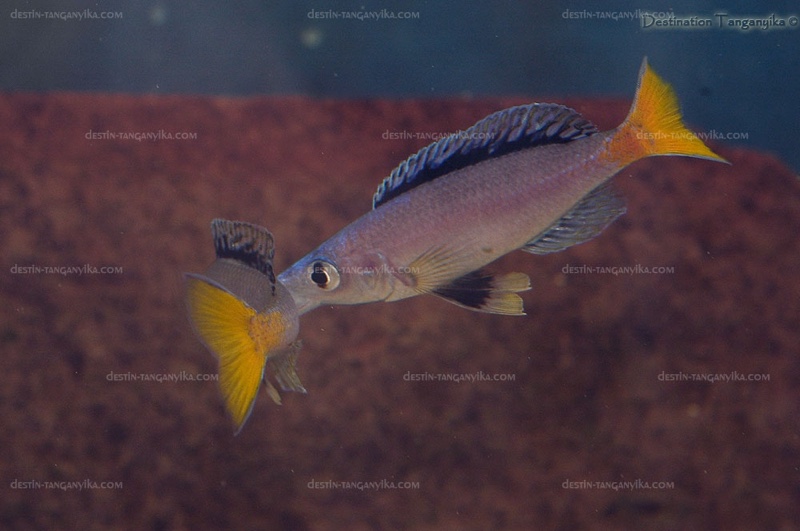 Cyprichromis leptosoma 'Isanga Bay'